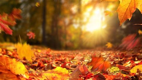 autumn backdrops|autumn zoom background free.